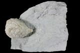 Cystoid Fossil (Holocystites) on Rock - Indiana #85695-2